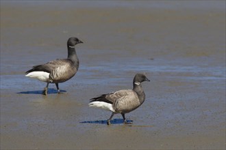 Two brant geese