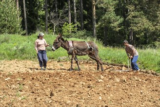 Farmers with donkeys working in the fields