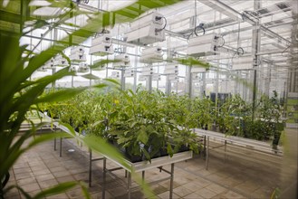 View into the Phytotechnikum research greenhouse of the University of Hohenheim. Stuttgart
