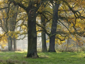 Open oak forest in autumn