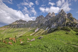 Alpine cows and the mountain Grosse Bischofsmuetze