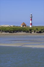 Lighthouse in dunes and seabirds