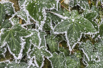Common ivy covered with hoarfrost