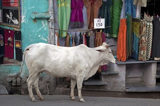 Sacred cow in shopping street of Udaipur