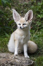 Captive fennec fox