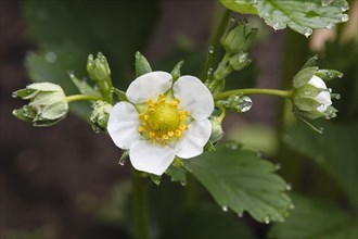 Strawberry Blossom with Water Drops
