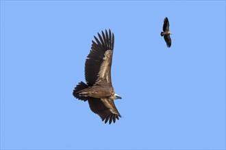 Two griffon vultures