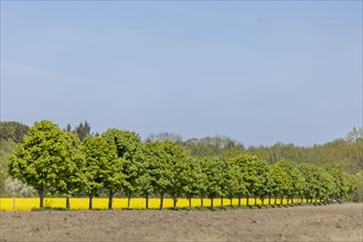 Avenue trees in front of a rape field