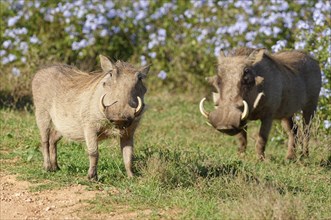 Common warthogs
