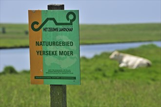 Cow in meadow and sign at the nature reserve Yerseke Moer at Zuid-Beveland in Zeeland