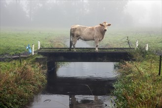 Curious cow on bridge over trench on farmland in polder