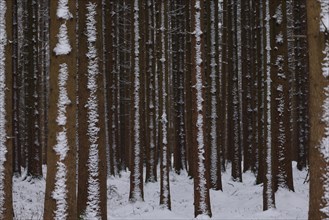 Trunks of a spruce monoculture in winter form a graphic pattern