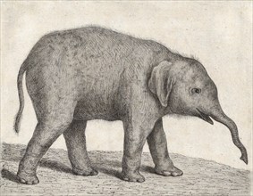 A Young Elephant