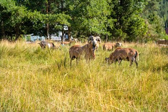 Mouflon on pasture