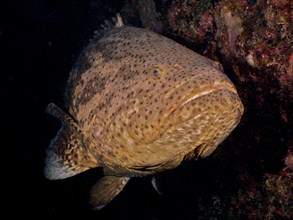Close-up of atlantic goliath grouper