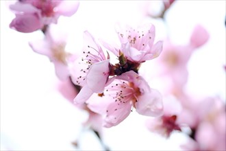 Apricot blossoms