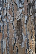 Bark of a pine tree
