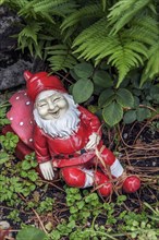 Laughing garden gnome