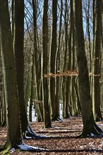 Jasmund National Park in March