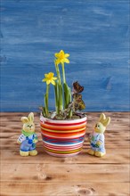 Easter decoration with daffodils in a pot