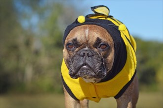 Portrait of French Bulldog dog dressed up in yellow and black hoodie with antlers and wings on back resembling a bee Halloween costume