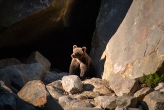 A young brown bear in front of a rocky cave