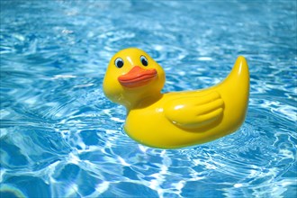 Rubber ducky in pool