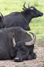 Lying Asian water buffalo