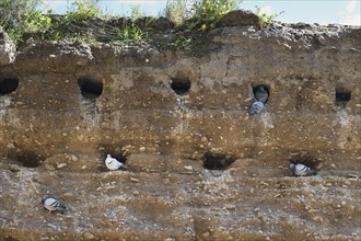 Nest burrows for pigeons in a wall