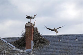 Rattling white storks