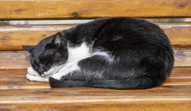 Black and white sleeping cat on a bench