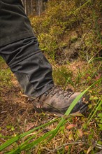 Hiking shoe in the forest