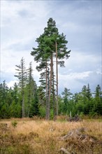 Three pines in the moor