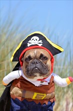 Funny fawn French Bulldog dog boy dressed up in pirate costume with hat and arms
