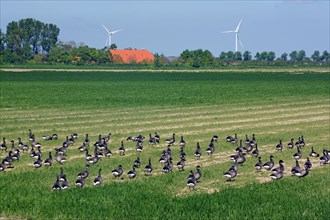 Geese on a farmland in the Oosterschelde National Park
