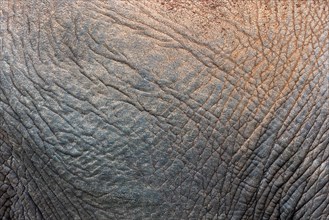 African elephant