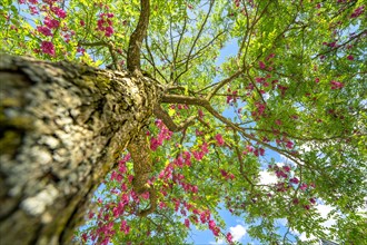 Flowering tree in sunlight