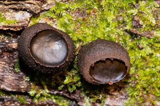 Common dirt cupling two hazel oval fruiting bodies next to each other in green moss