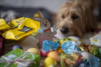 Dog looking at wooden Easter bunny