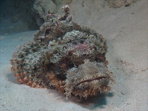 A tassled scorpionfish