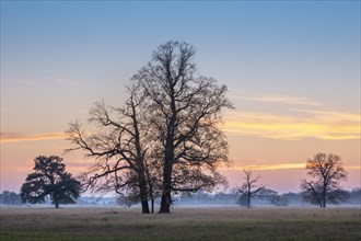 Solitary oaks in the Elbe meadows at dusk in autumn