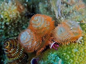 Different coloured specimens of Christmas tree worm