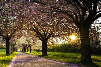 An avenue in spring with white and pink blossoming cherry trees