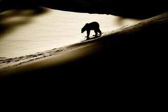 Silhouette of a bear in the backlight on a snow field