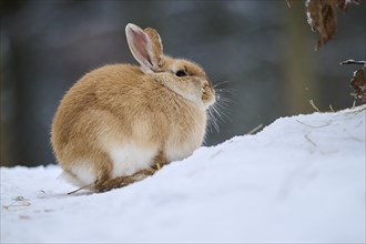 Domestic rabbit