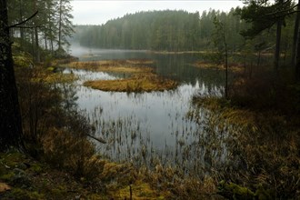 Duestere forest and lake landscape