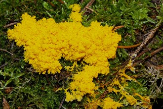 Yellow tan flower Fruiting body lemon yellow foam-like formation on green moss
