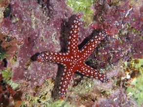 Ghardaqa Starfish