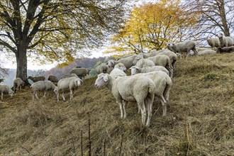 Sheep grazing on rough grassland
