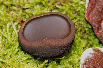 Common dirt cupling hazel oval fruiting body in green moss